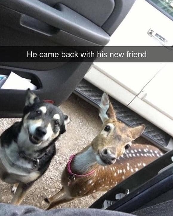 Can+we+keep+him%2C+mom%3F