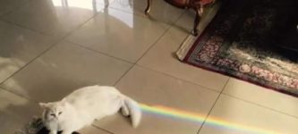 cats+poop+rainbows