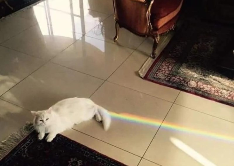 cats+poop+rainbows