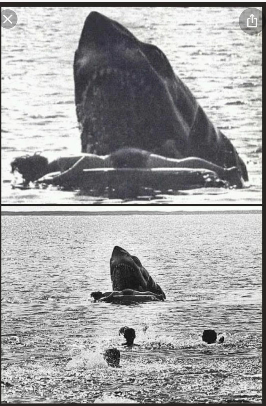 A+still+image+from+Jaws+that+wasn%26%238217%3Bt+used+in+the+movie+because+it+was+just+that+terrifying