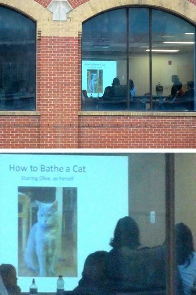 cat+bath+meeting
