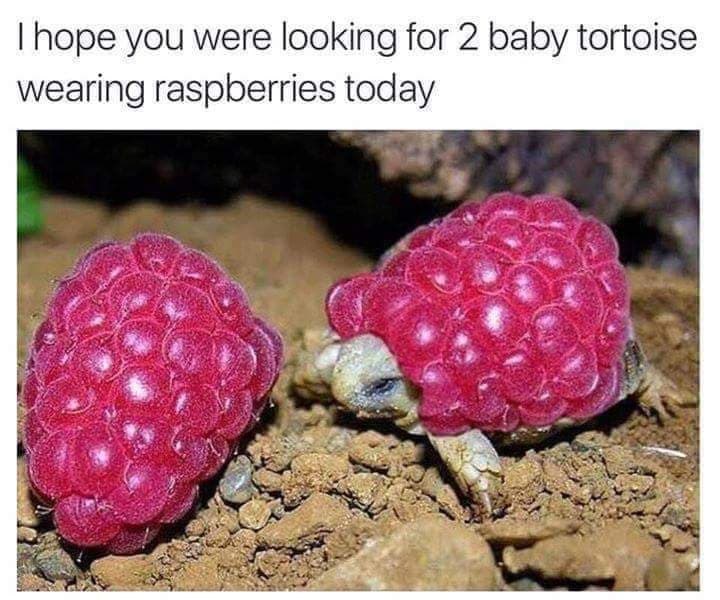 adding+a+little+color+to+their+lives