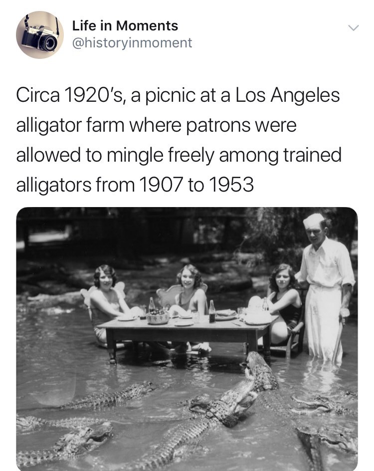 trained+alligators