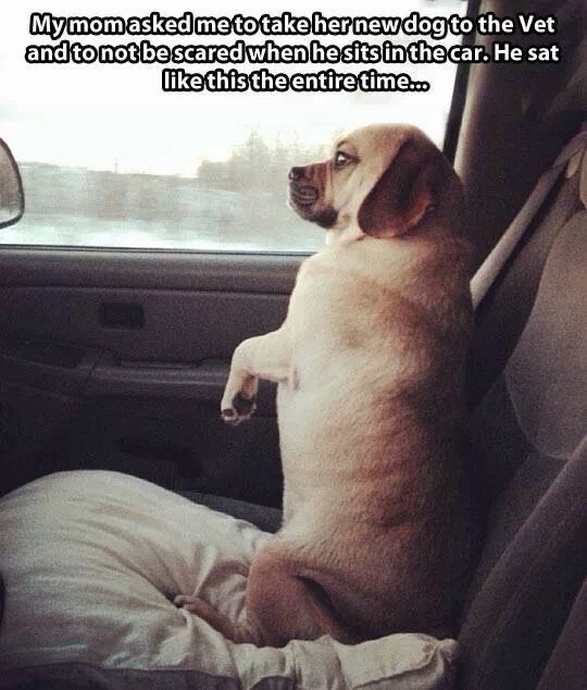 Some+dogs+are+built+different