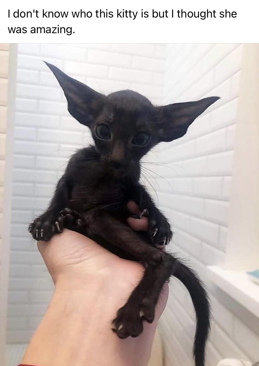 batman%26%238217%3Bs+cat