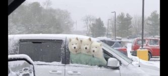 three+fluffy+heads+of+adorableness