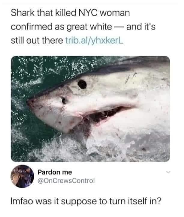 was+it+supposed+to+turn+itself+in%3F