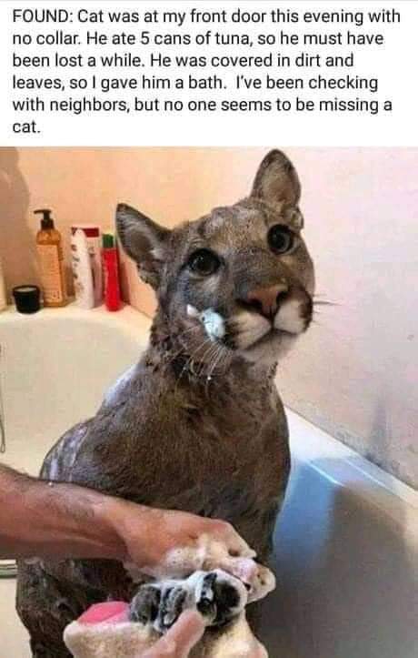 That%26%238217%3Bs+a+puma%2C+sir