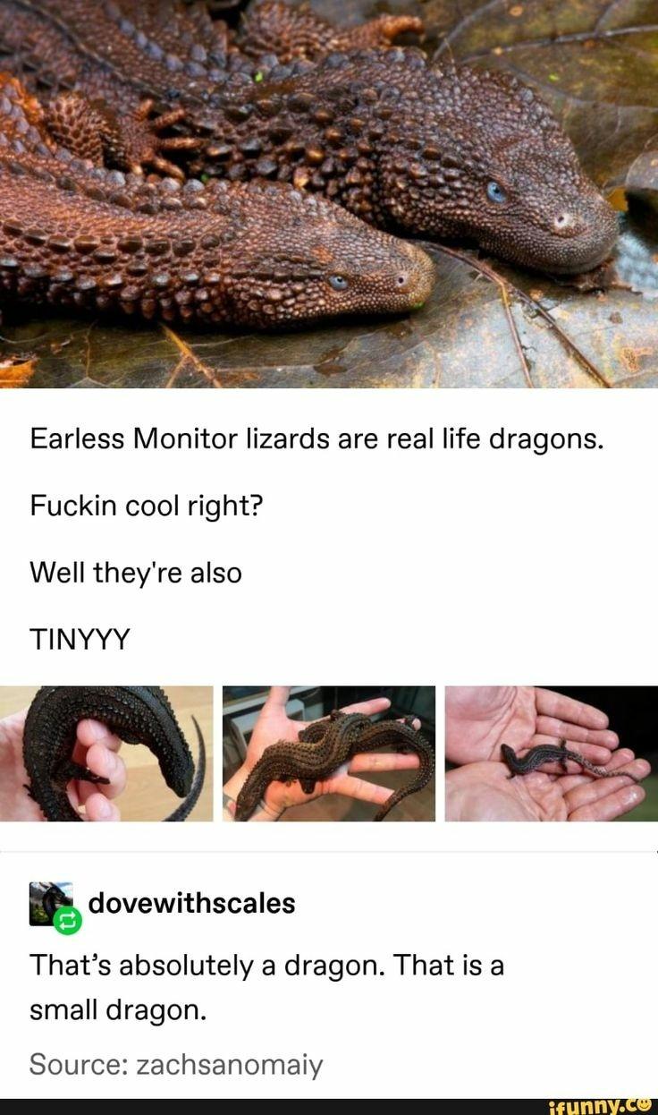 i+knew+dragons+were+real%21