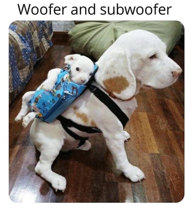 subwoofer