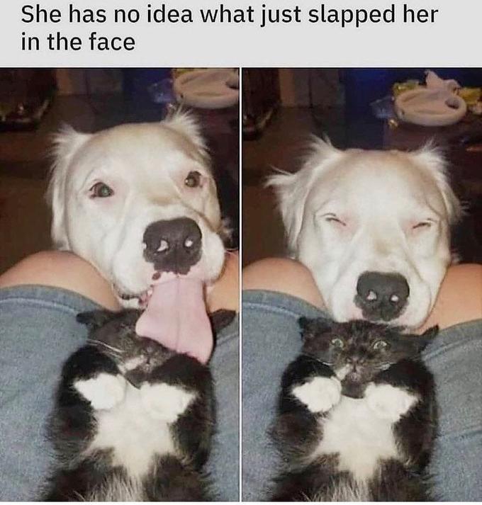 she+never+stood+a+chance