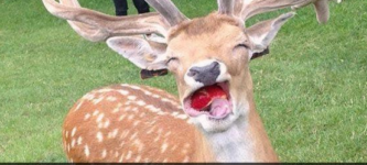 chew+your+food%2C+deer