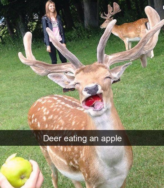 chew+your+food%2C+deer