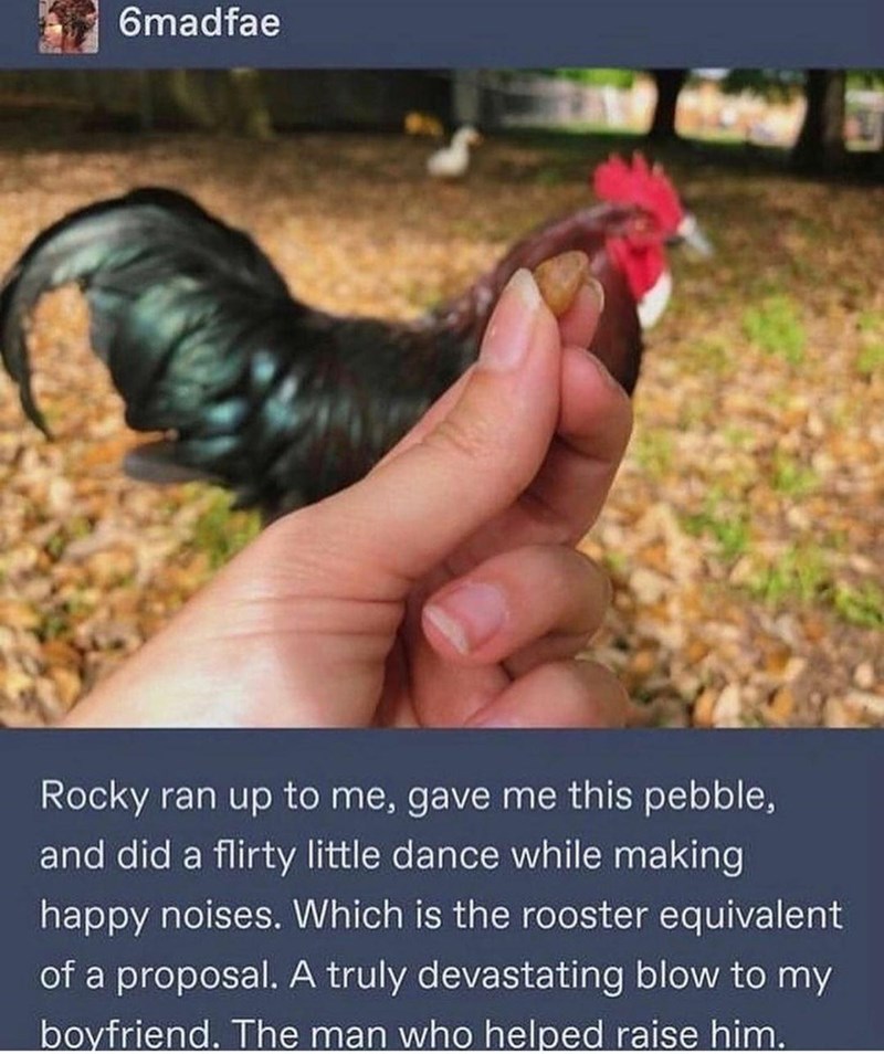 she+clearly+chose+the+rooster