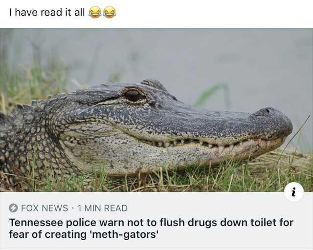 what+kind+of+gators%2C+now%3F