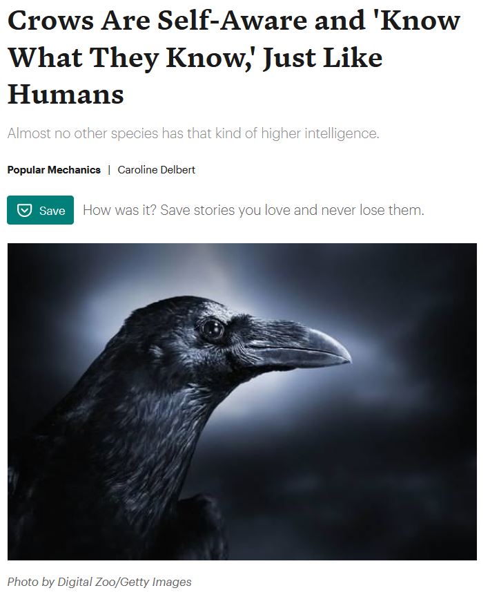 are+crows+smarter+than+some+humans%3F