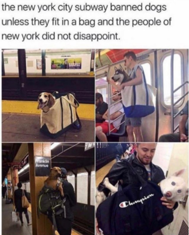 ny+said%2C+%26%238220%3Bchallenge+accepted%26%238221%3B