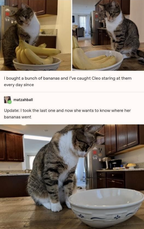 where+did+the+bananas+go%21