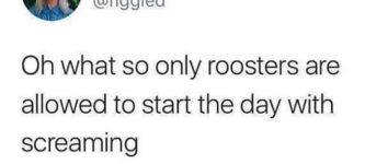 i+wish+i+was+a+rooster