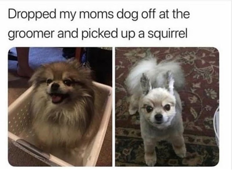 definitely+a+squirrel
