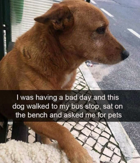 somehow+animals+always+know