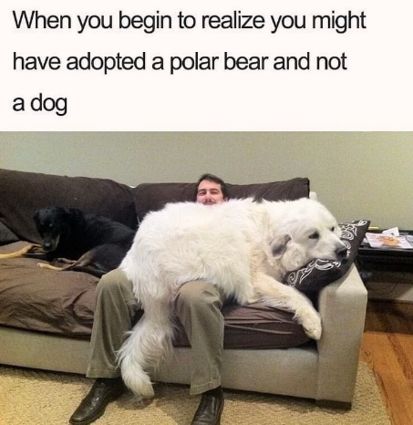 big+floof