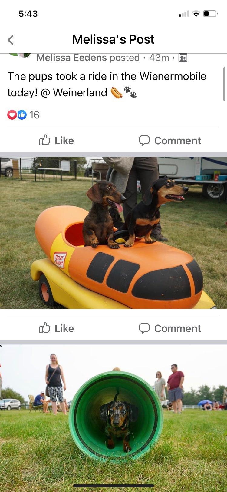 weiner-ception