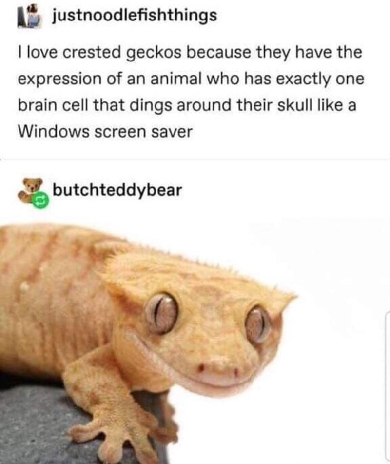 i+might+be+a+crested+gecko