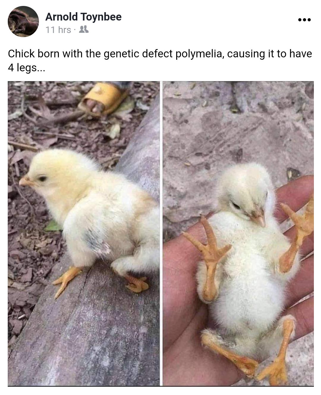 griffin+chick