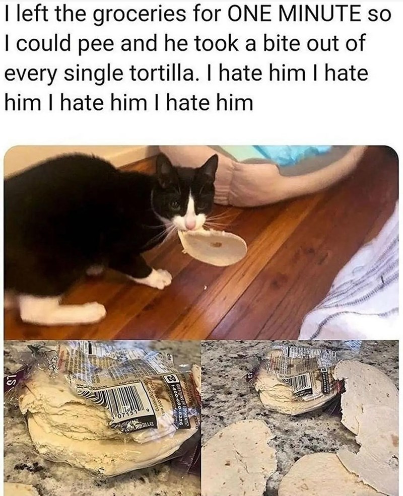 some+cats+just+want+to+watch+the+world+burn