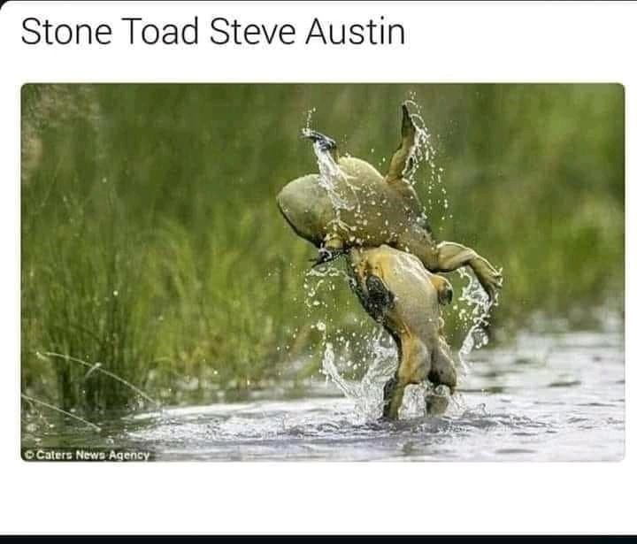 stone+toad+stunner