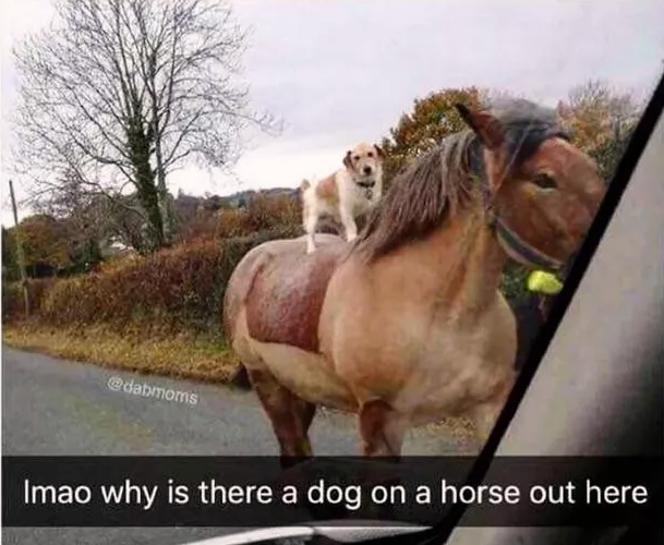 the+good+boi+is+in+a+hurry