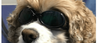 doggles