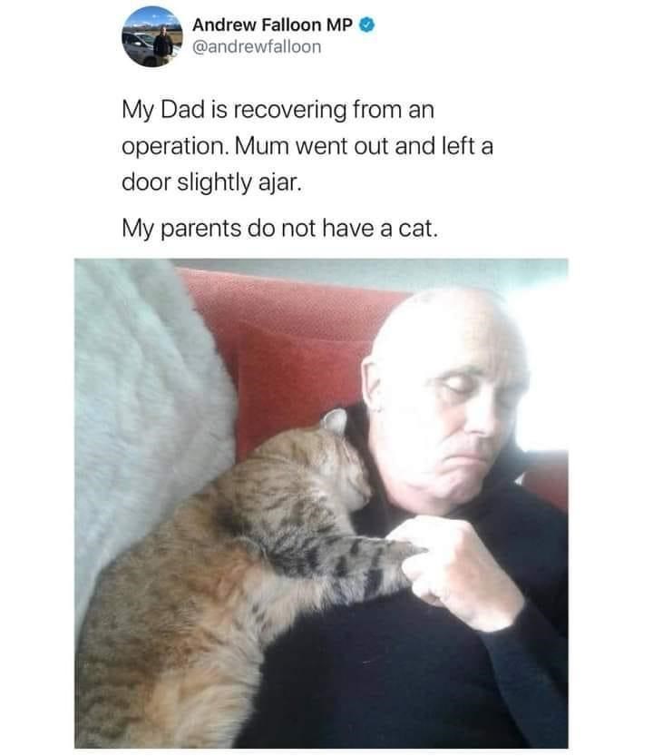 your+parents+have+a+cat+now