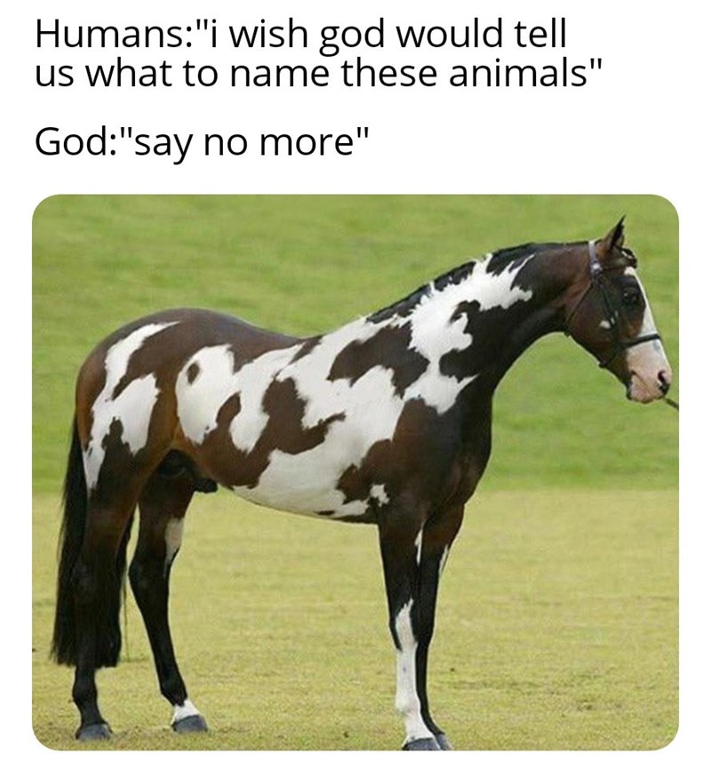 from+the+poor+penmanship%2C+I+can+tell+this+horse+is+a+doctor