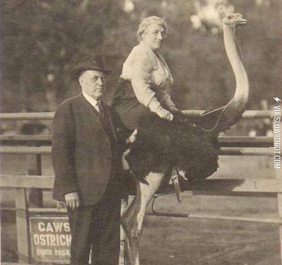 Ostrich+rides.