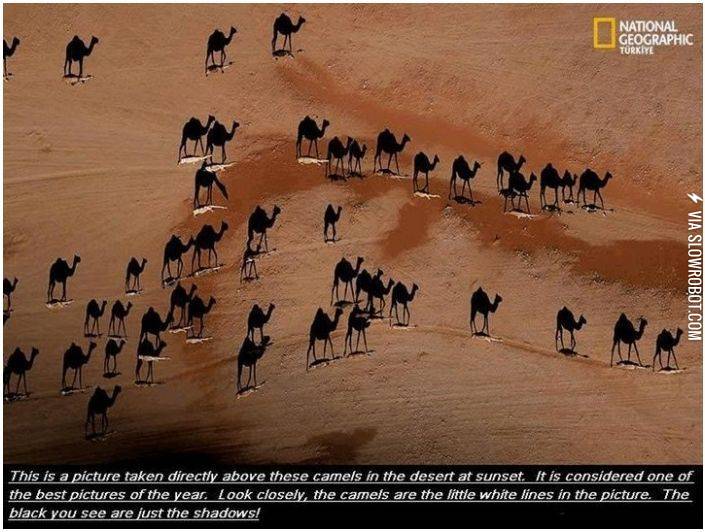 Cool+camels+are+cool.