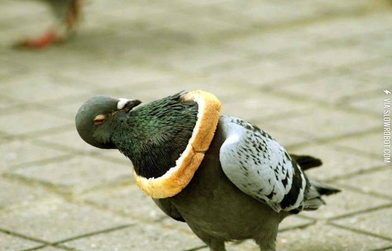 Pigeon+is+not+amused%21