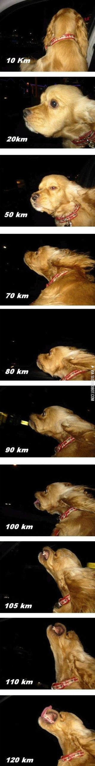 The+dog+speedometer.