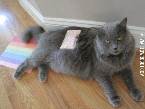 Nyan+cat+try+outs.