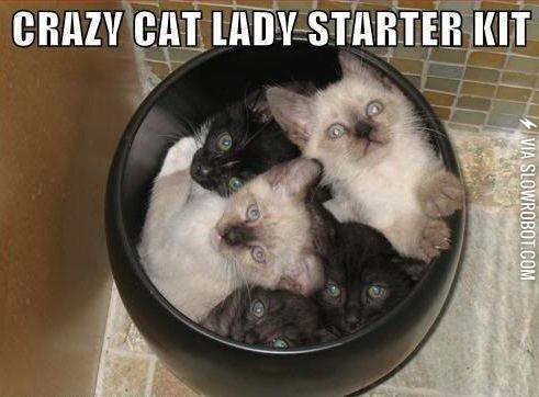 Crazy+cat+lady+starter+kit.