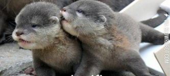 Significant+otter.