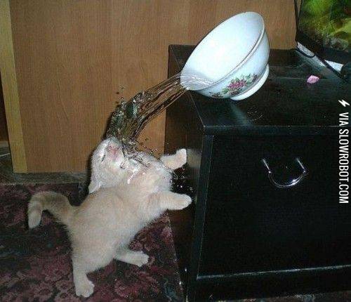 Bowl+of+water+hates+kitty.