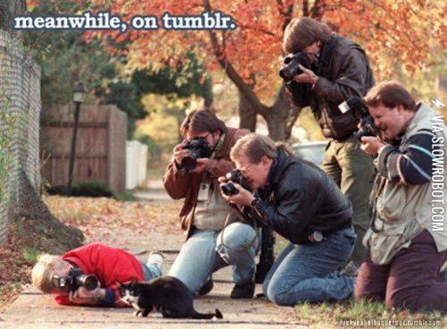 Meanwhile%2C+on+tumblr.