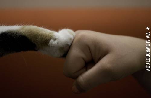 Fist+bump.