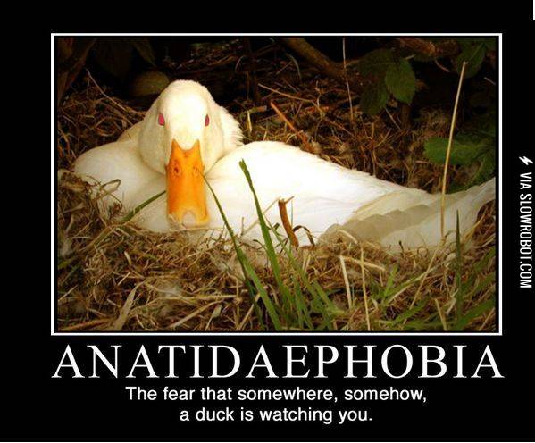 Anatidaephobia.