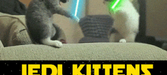 Jedi+kittens.