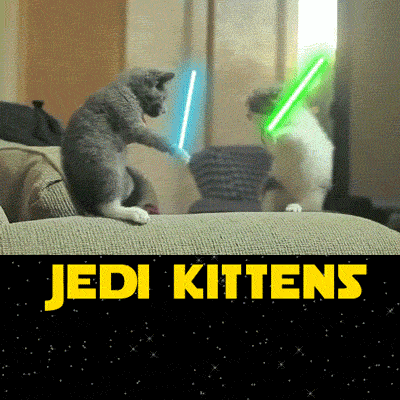 Jedi+kittens.
