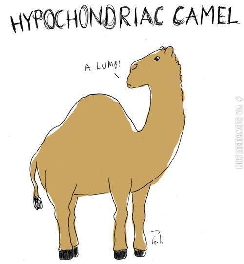 Hypochondriac+camel.