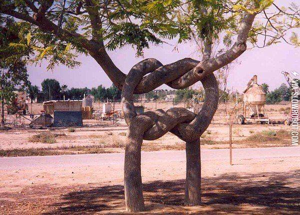 Tree+knot.